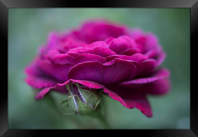 Summer Rose Framed Print by Andrew Kearton