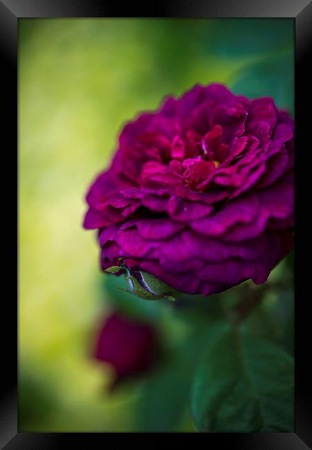  Burgundy rose Framed Print by Andrew Kearton