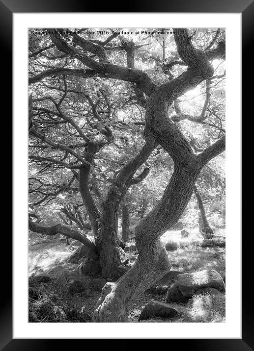  Old Oaks in the Peak District Framed Mounted Print by Andrew Kearton