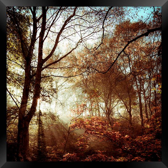 Autumn woodland sunlight Framed Print by Andrew Kearton