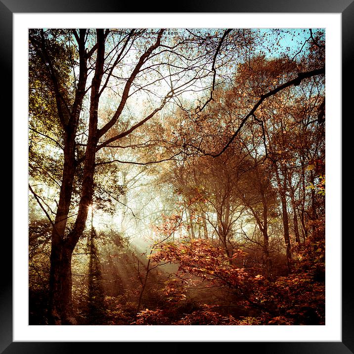 Autumn woodland sunlight Framed Mounted Print by Andrew Kearton