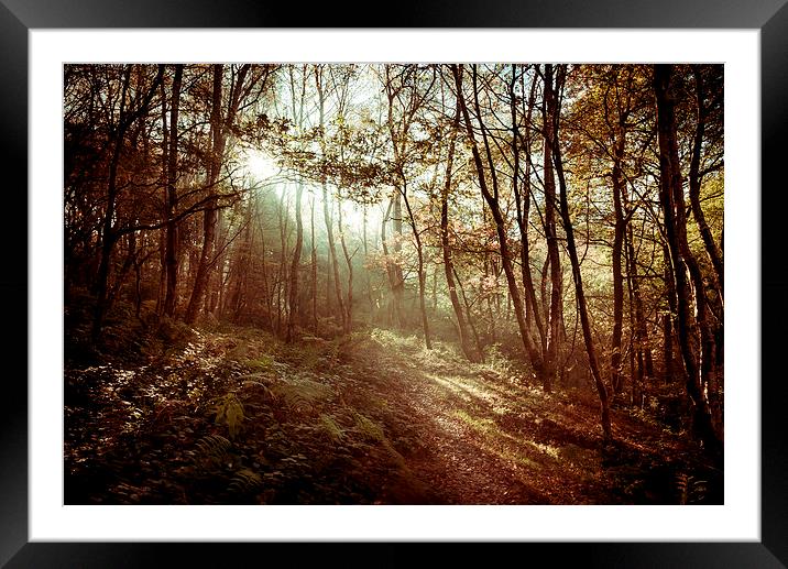  Sunlight on the woodland path Framed Mounted Print by Andrew Kearton