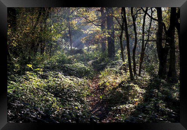  Path through an autumn woodland Framed Print by Andrew Kearton
