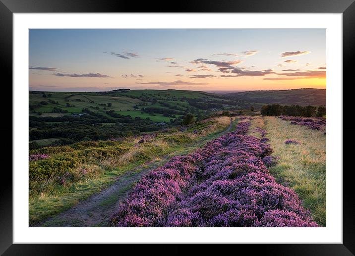  Purple Heather on a summer evening Framed Mounted Print by Andrew Kearton
