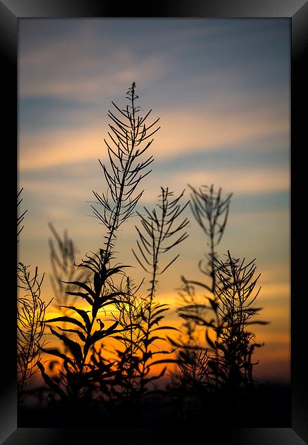  Willowherb silhouette at sunset Framed Print by Andrew Kearton