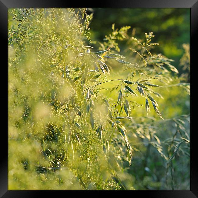  Green summer grasses Framed Print by Andrew Kearton