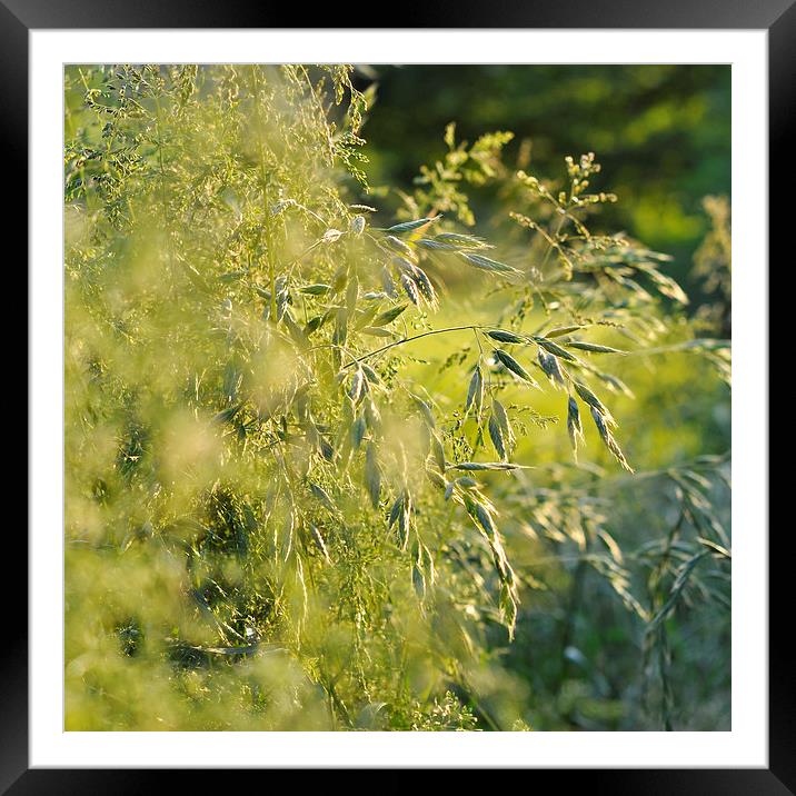  Green summer grasses Framed Mounted Print by Andrew Kearton