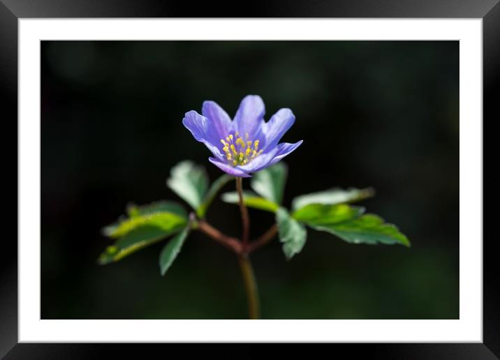 Blue Anemone Framed Mounted Print by Andrew Kearton