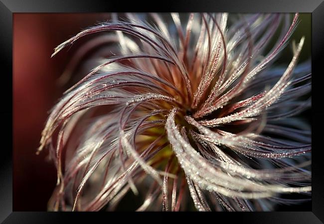 Soft and silky seed head Framed Print by Andrew Kearton