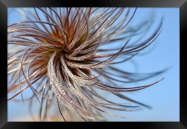 Whirly nature Framed Print by Andrew Kearton