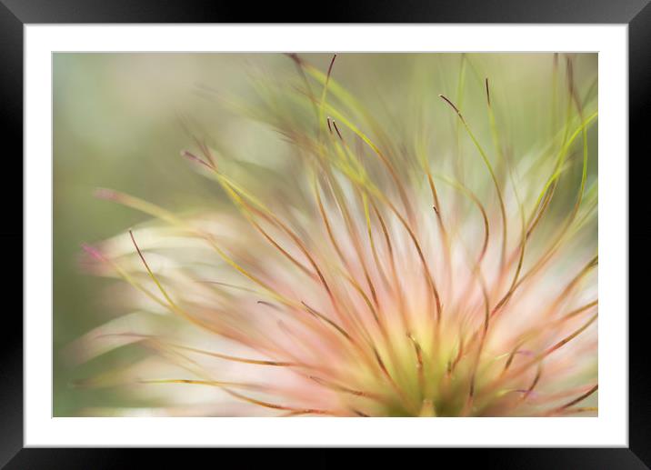 Natural softness Framed Mounted Print by Andrew Kearton
