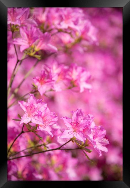 Bright pink Azalea blooms Framed Print by Andrew Kearton