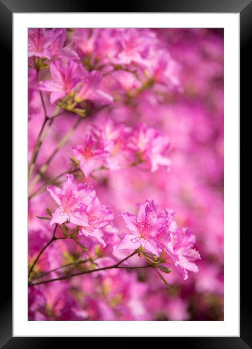 Bright pink Azalea blooms Framed Mounted Print by Andrew Kearton