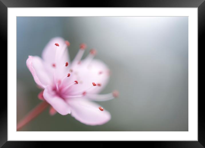 Single pink blossom Framed Mounted Print by Andrew Kearton