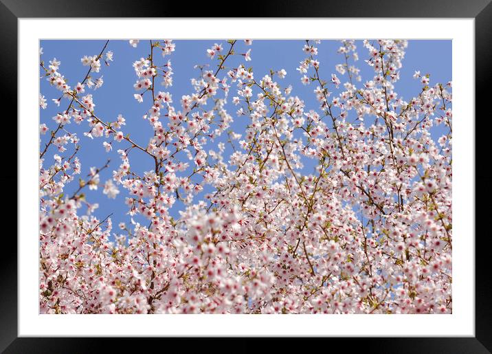 Cherry blossom and blue sky Framed Mounted Print by Andrew Kearton