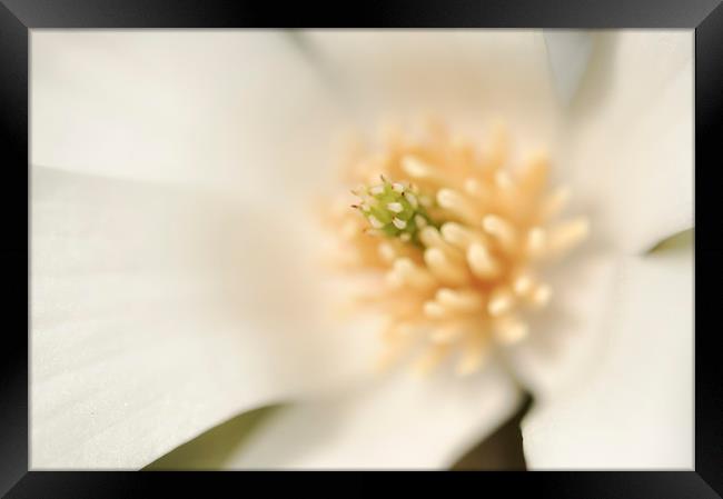 Creamy white Magnolia Framed Print by Andrew Kearton
