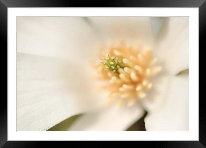 Creamy white Magnolia Framed Mounted Print by Andrew Kearton