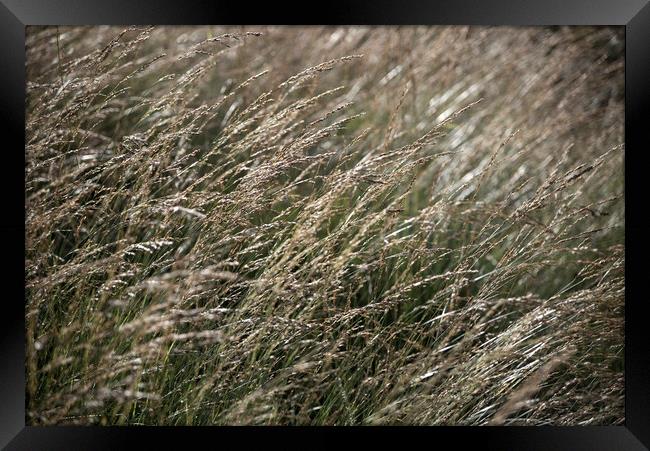 Fine moorland grasses Framed Print by Andrew Kearton