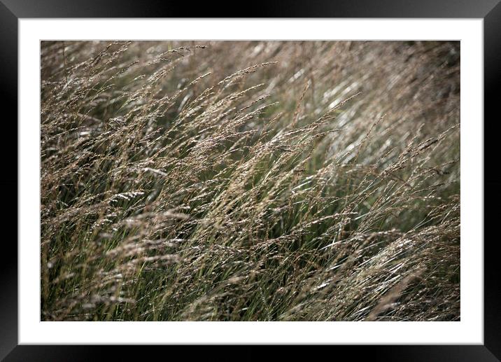 Fine moorland grasses Framed Mounted Print by Andrew Kearton