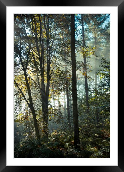 Enchanted forest Framed Mounted Print by Andrew Kearton
