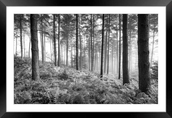 Morning in the forest Framed Mounted Print by Andrew Kearton