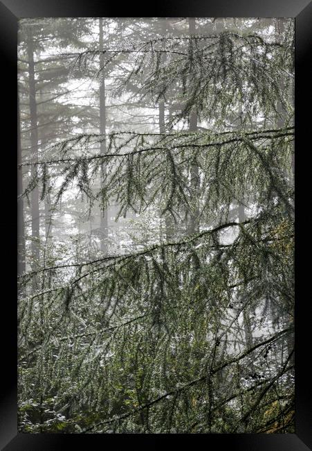 Fine dew in the forest Framed Print by Andrew Kearton