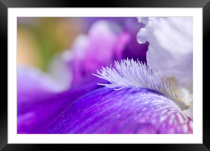Purple bearded Iris Framed Mounted Print by Andrew Kearton