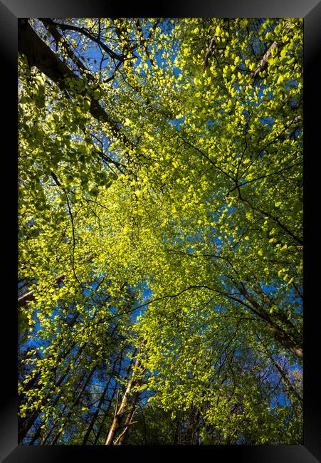 Fresh spring greens Framed Print by Andrew Kearton