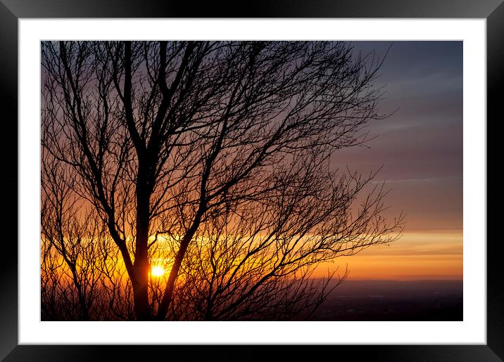 Birch tree branches at sunset Framed Mounted Print by Andrew Kearton