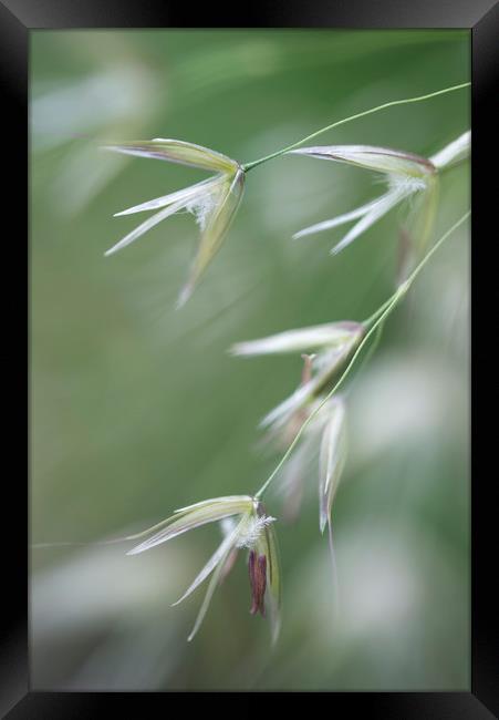 Flowering grasses Framed Print by Andrew Kearton