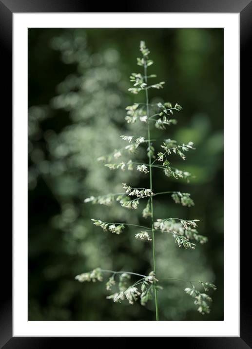 Delicate summer grasses Framed Mounted Print by Andrew Kearton