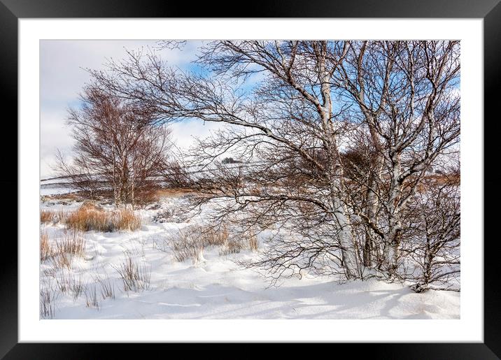 Birch trees in the snow Framed Mounted Print by Andrew Kearton