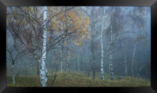Mysterious mist in the woods Framed Print by Andrew Kearton