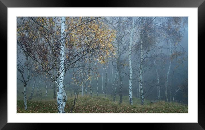 Mysterious mist in the woods Framed Mounted Print by Andrew Kearton