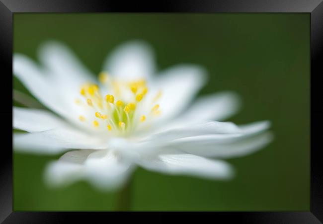 Pure white Anemone Framed Print by Andrew Kearton