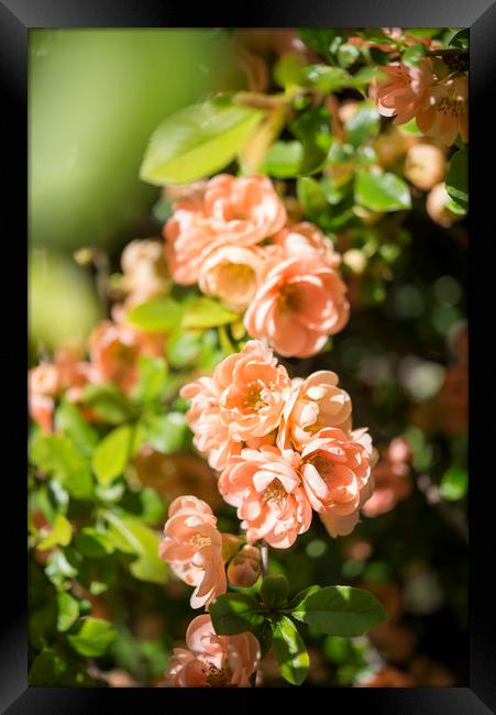 Peachy spring blossoms Framed Print by Andrew Kearton