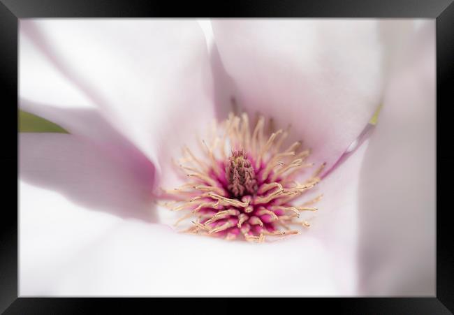 Pale pink Magnolia Framed Print by Andrew Kearton