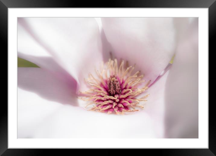 Pale pink Magnolia Framed Mounted Print by Andrew Kearton