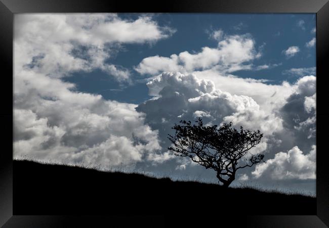 Lone tree and big clouds Framed Print by Andrew Kearton