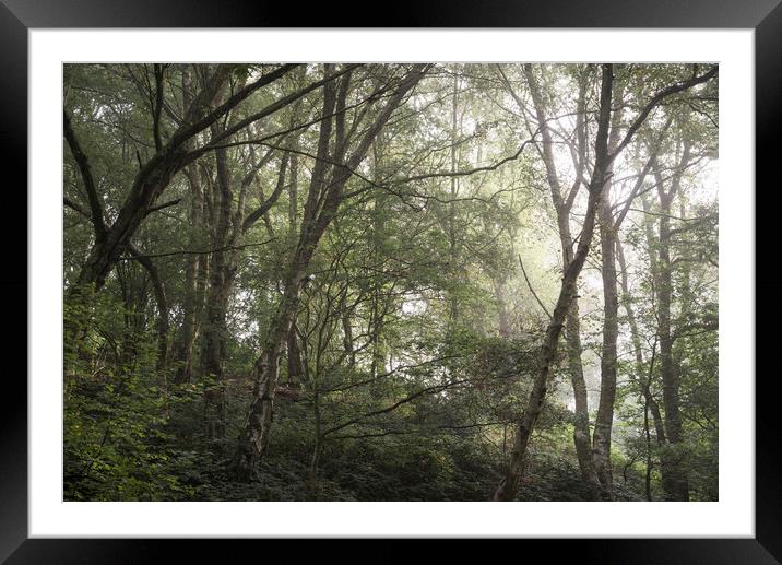 Soft morning light in the woods Framed Mounted Print by Andrew Kearton