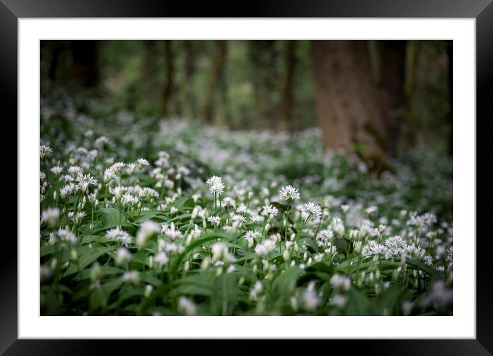 Ramsons in a spring wood Framed Mounted Print by Andrew Kearton