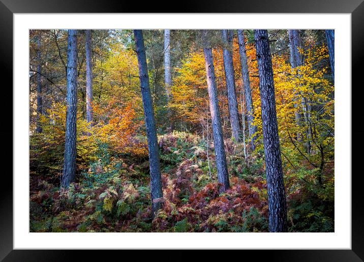 Autumn colour in the forest Framed Mounted Print by Andrew Kearton