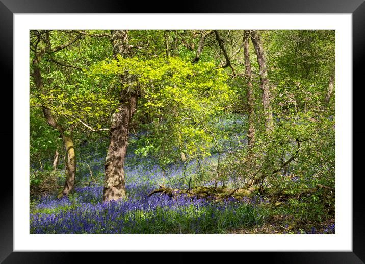 Spring at Etherow country park Framed Mounted Print by Andrew Kearton
