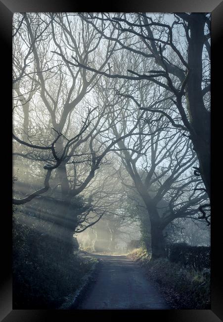 English Oaks on a misty lane Framed Print by Andrew Kearton