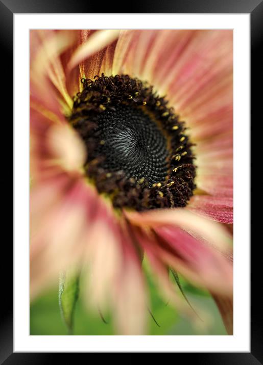 Soft peachy petals Framed Mounted Print by Andrew Kearton