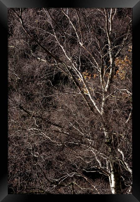 Silver Birch branches Framed Print by Andrew Kearton