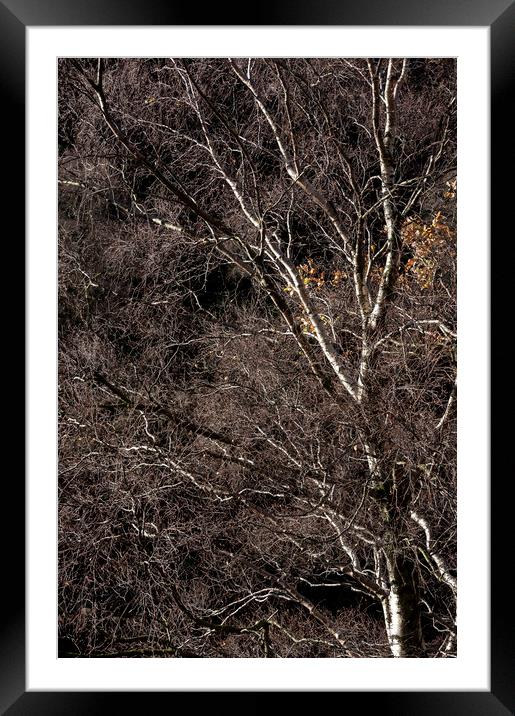 Silver Birch branches Framed Mounted Print by Andrew Kearton