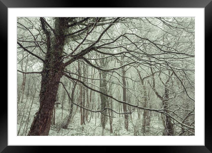 Snow falling in the woods Framed Mounted Print by Andrew Kearton