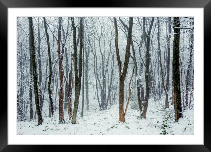 Falling snow in the woods Framed Mounted Print by Andrew Kearton