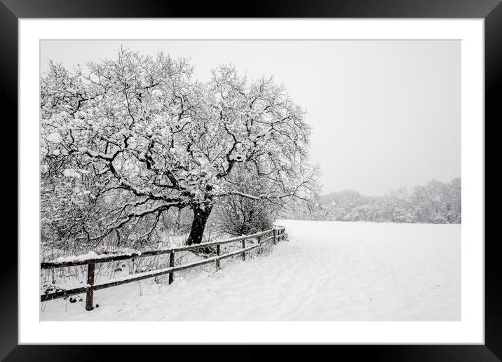 English Oak in the snow Framed Mounted Print by Andrew Kearton